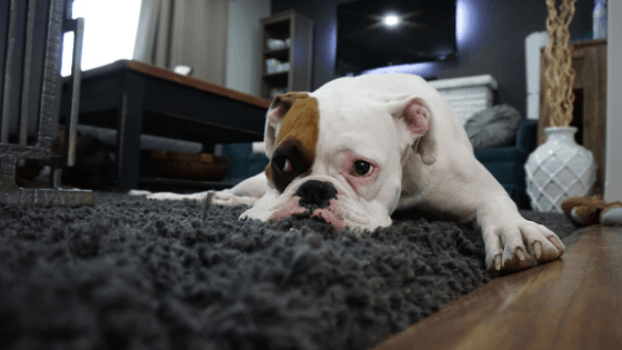 How to Keep your Home Clean with Pets