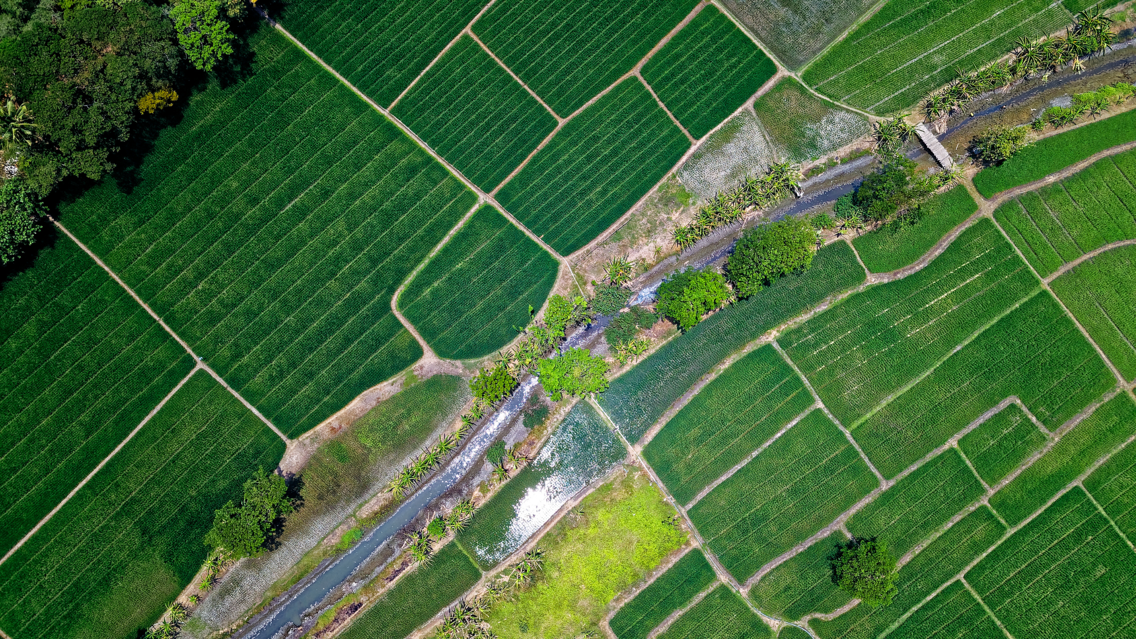 Aerial view of bright green farmground with a roadway going down the middle