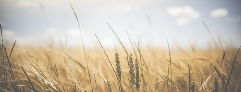 POV image for wheat growing on farmland