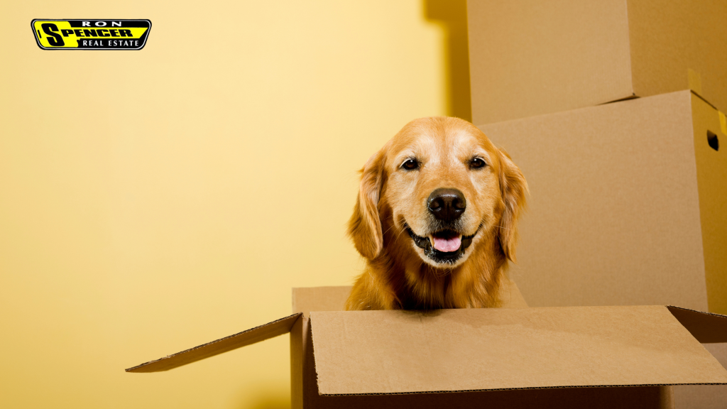 Gold Retriever Dog sitting inside of a moving box smiling at camera
