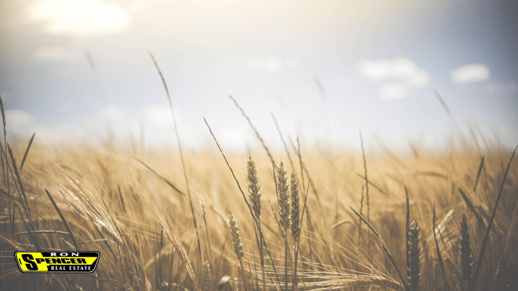 Wheat and grass farm field with blue skies and white clouds