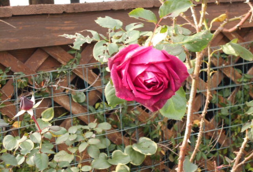 Rose in November