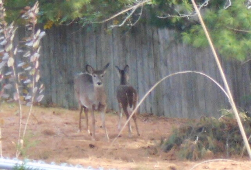 Deer out back