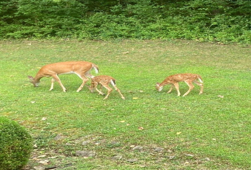 Friendly Neighbors