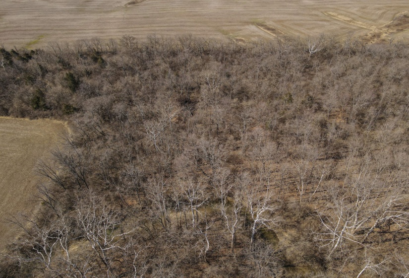 Bull Drone-3
