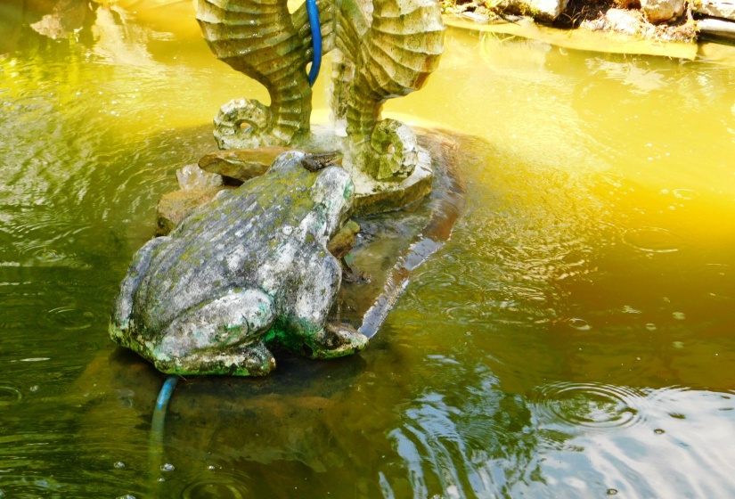Frog Setting on Frog in Pond