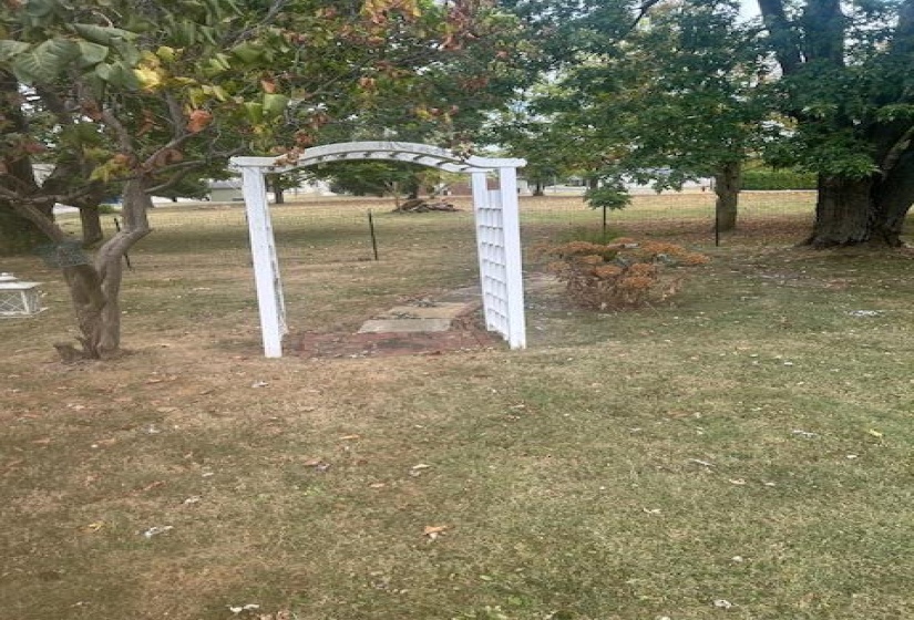 back yard