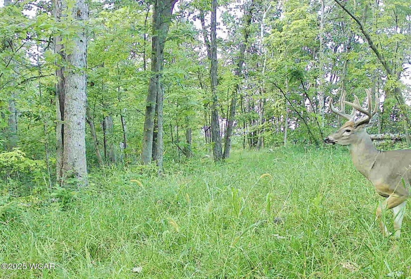000 Stevenson Road, West Mansfield, Ohio, ,Land,For Sale,Stevenson,306623