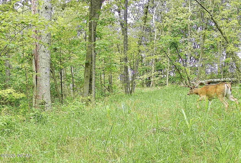 000 Stevenson Road, West Mansfield, Ohio, ,Land,For Sale,Stevenson,306623