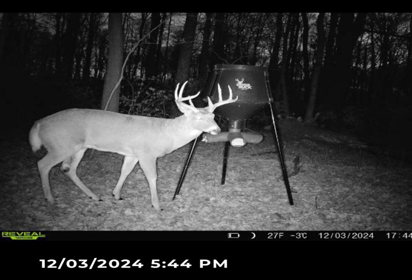 deer