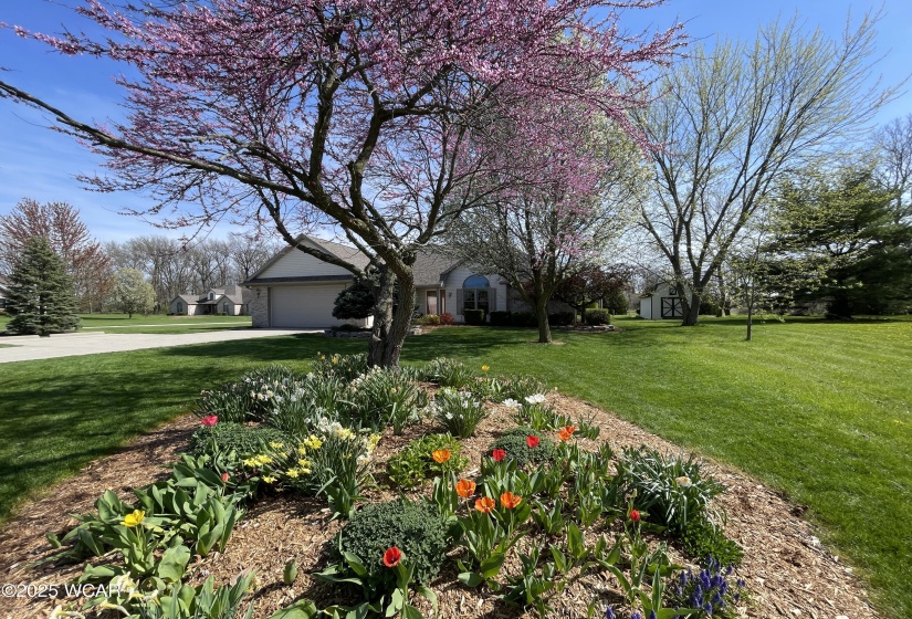 Spring flowers