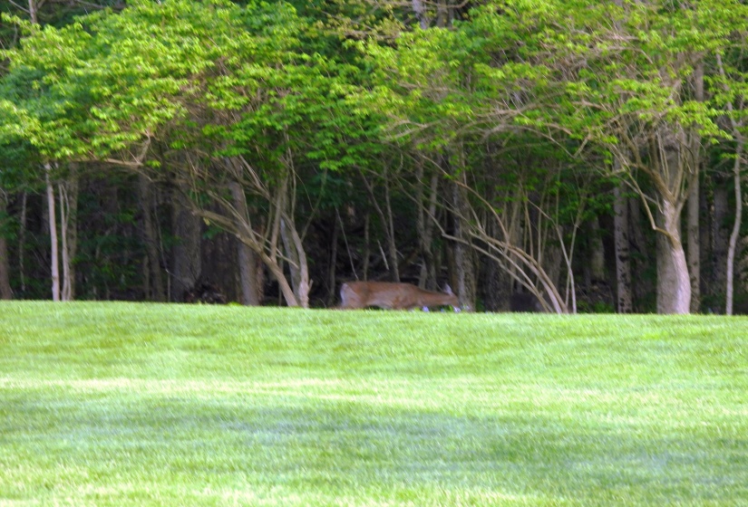 Deer In Rear