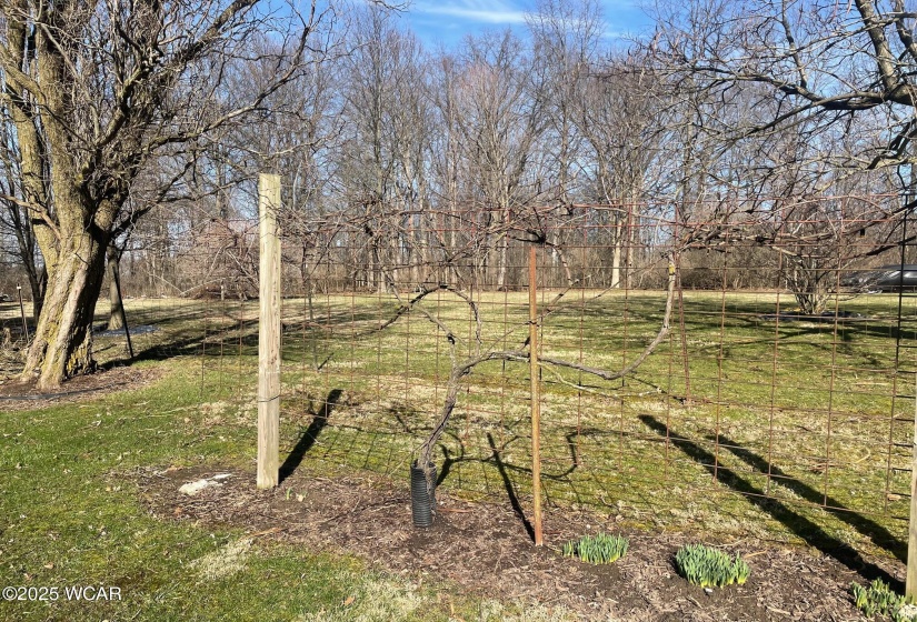 yard