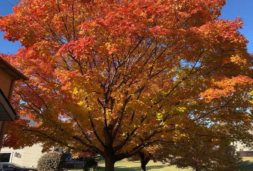 Stone Ridge4fall (1)