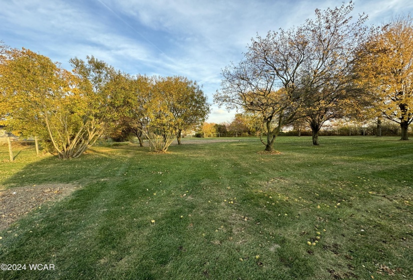 Back yard