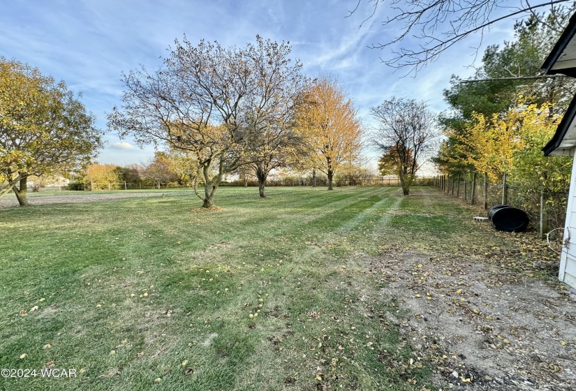 Back yard