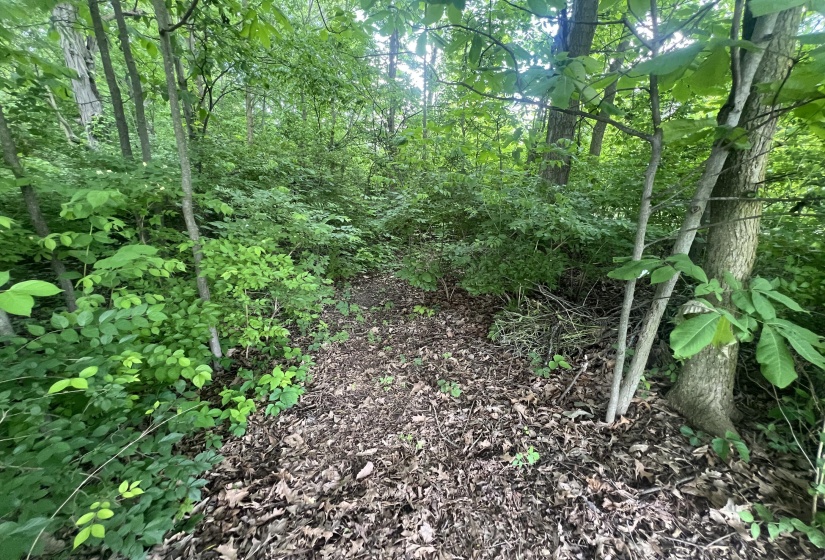 Walking Paths In Woods