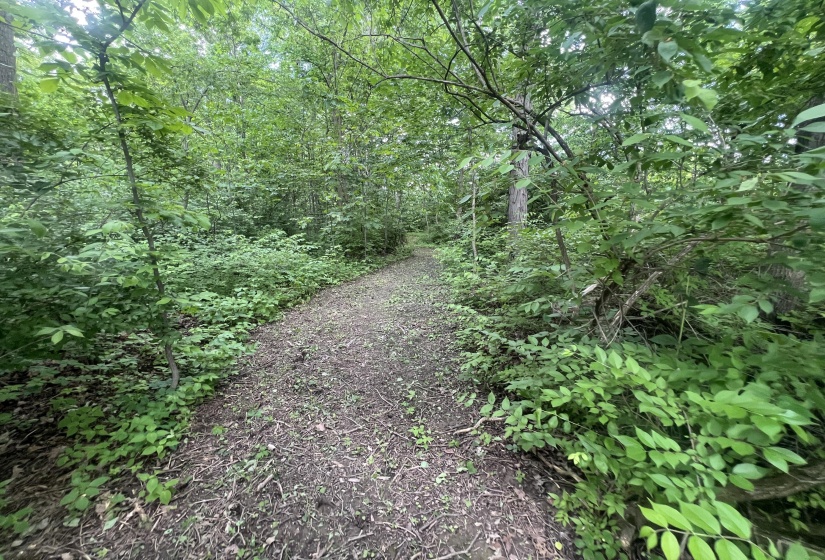 Walking Paths In Woods