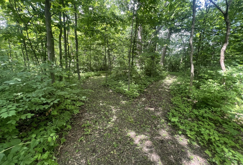 Walking Paths In Woods