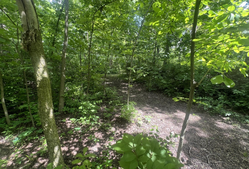 Walking Paths In Woods