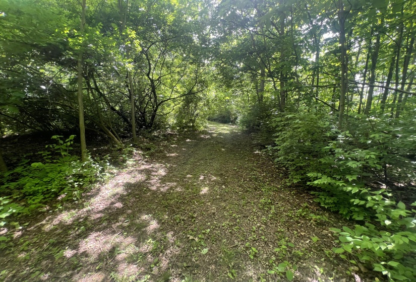 Walking Paths In Woods