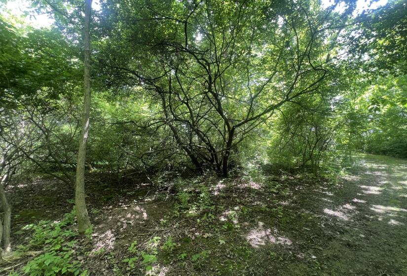 Unusal Tree