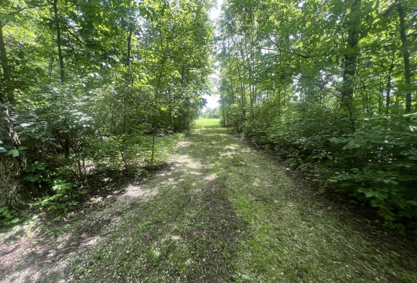 Walking Paths In Woods