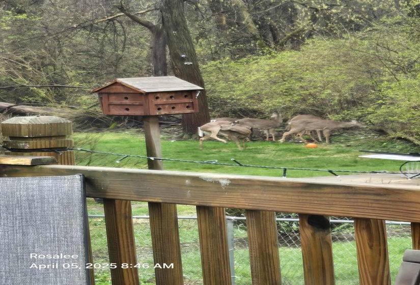 Deer In Back Yard