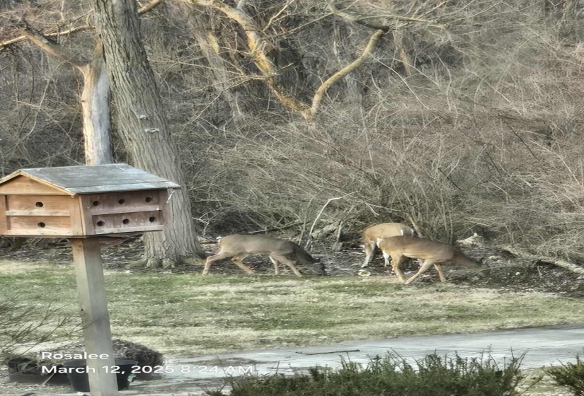Deer In Back Yard