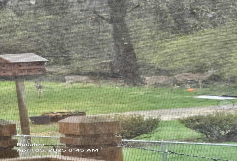 Deer In Back Yard