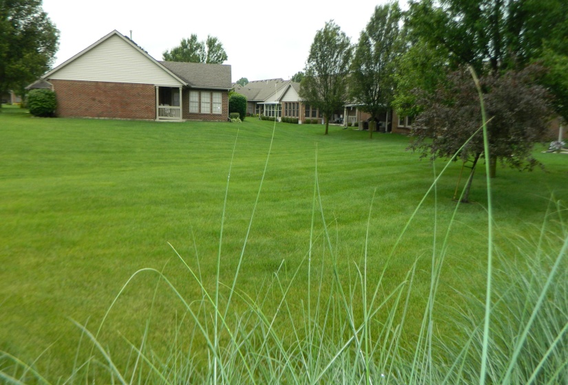 BACK YARD VIEW