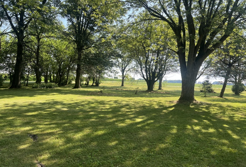 Front Yard