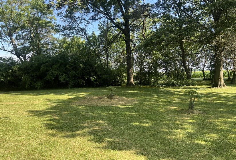 Front Yard