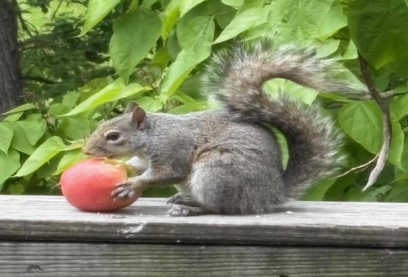 221 Squirrel