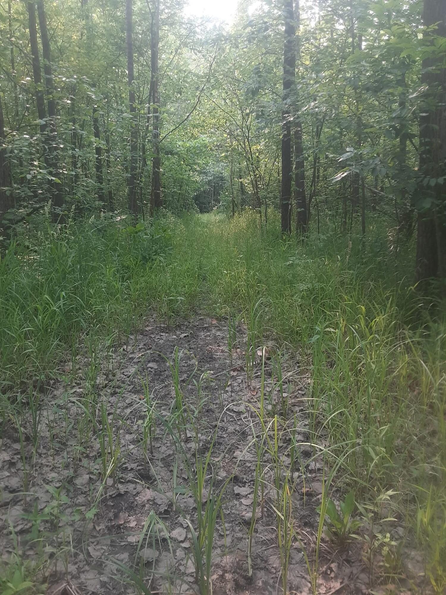 2897 Township Hwy 247, De Graff, Ohio 43318