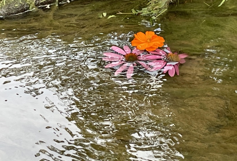 Stream