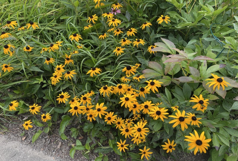 Wildflowers