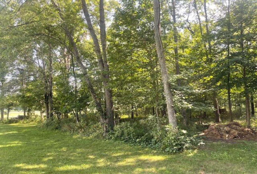 view of woods