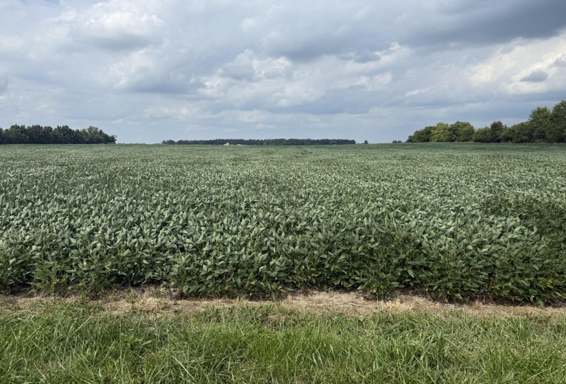 EVANS RD. FARM VIEW