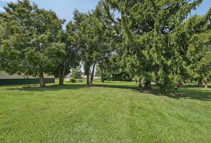 back yard