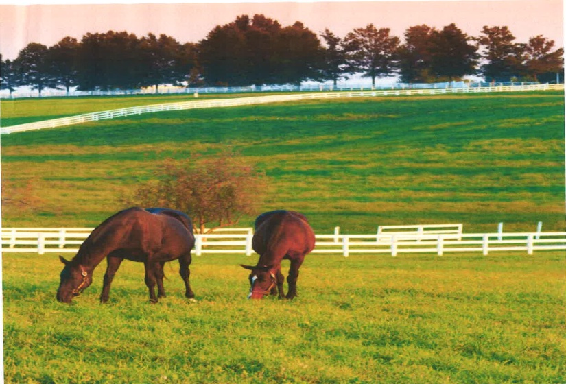 Horse photo (version 1)
