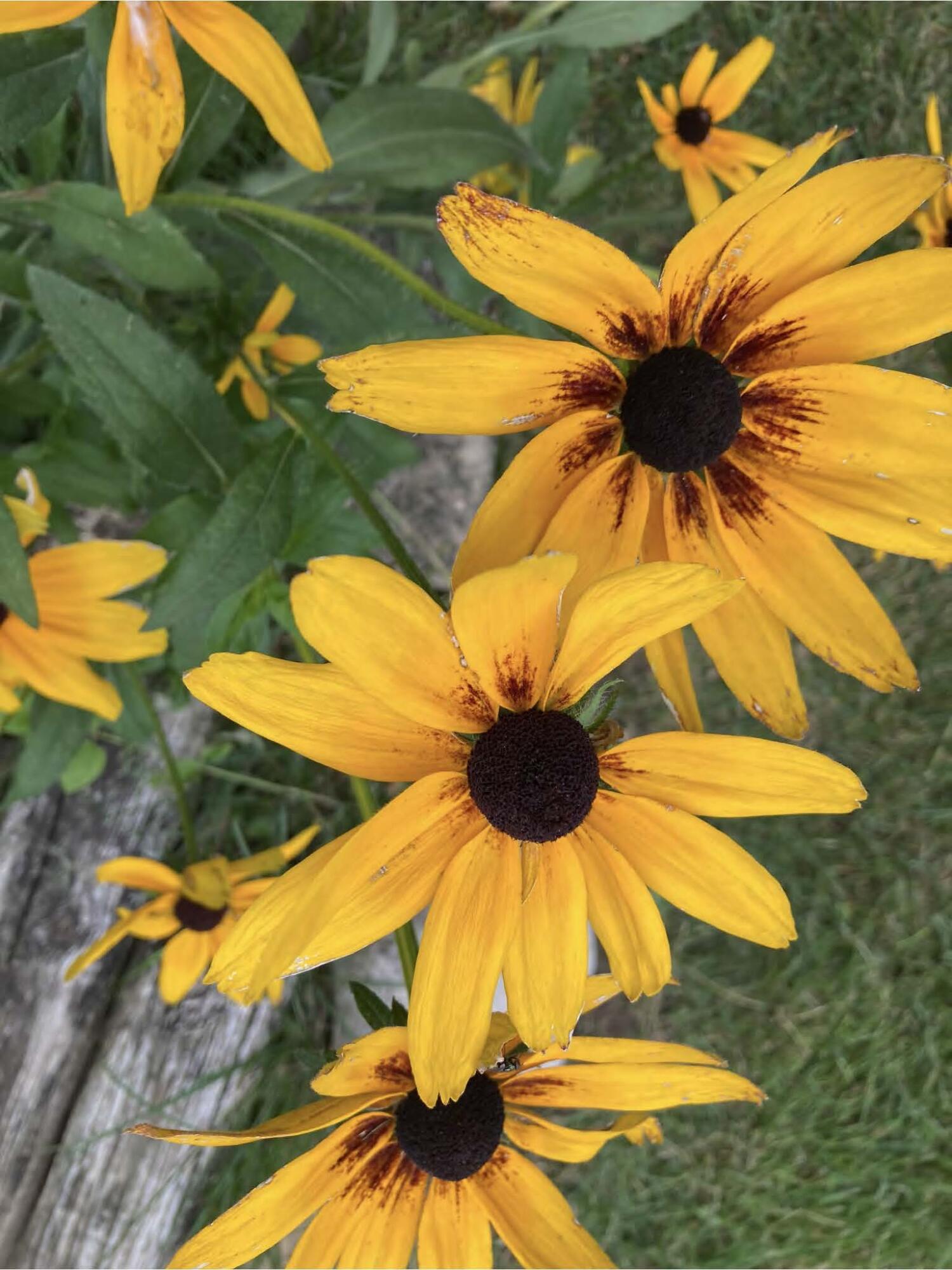 1054 Wilhelmina Drive, Vandalia, Ohio 45377