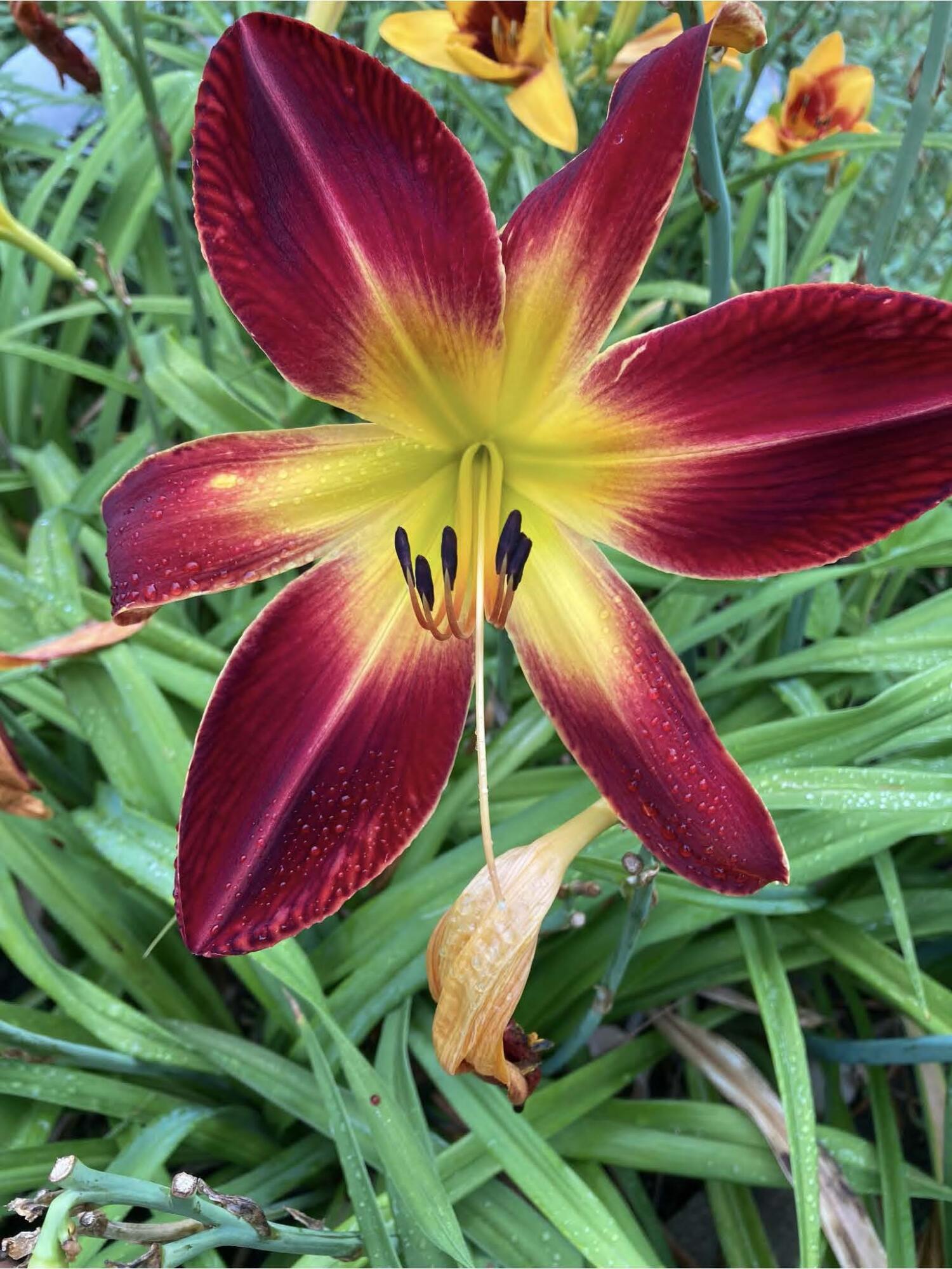 1054 Wilhelmina Drive, Vandalia, Ohio 45377