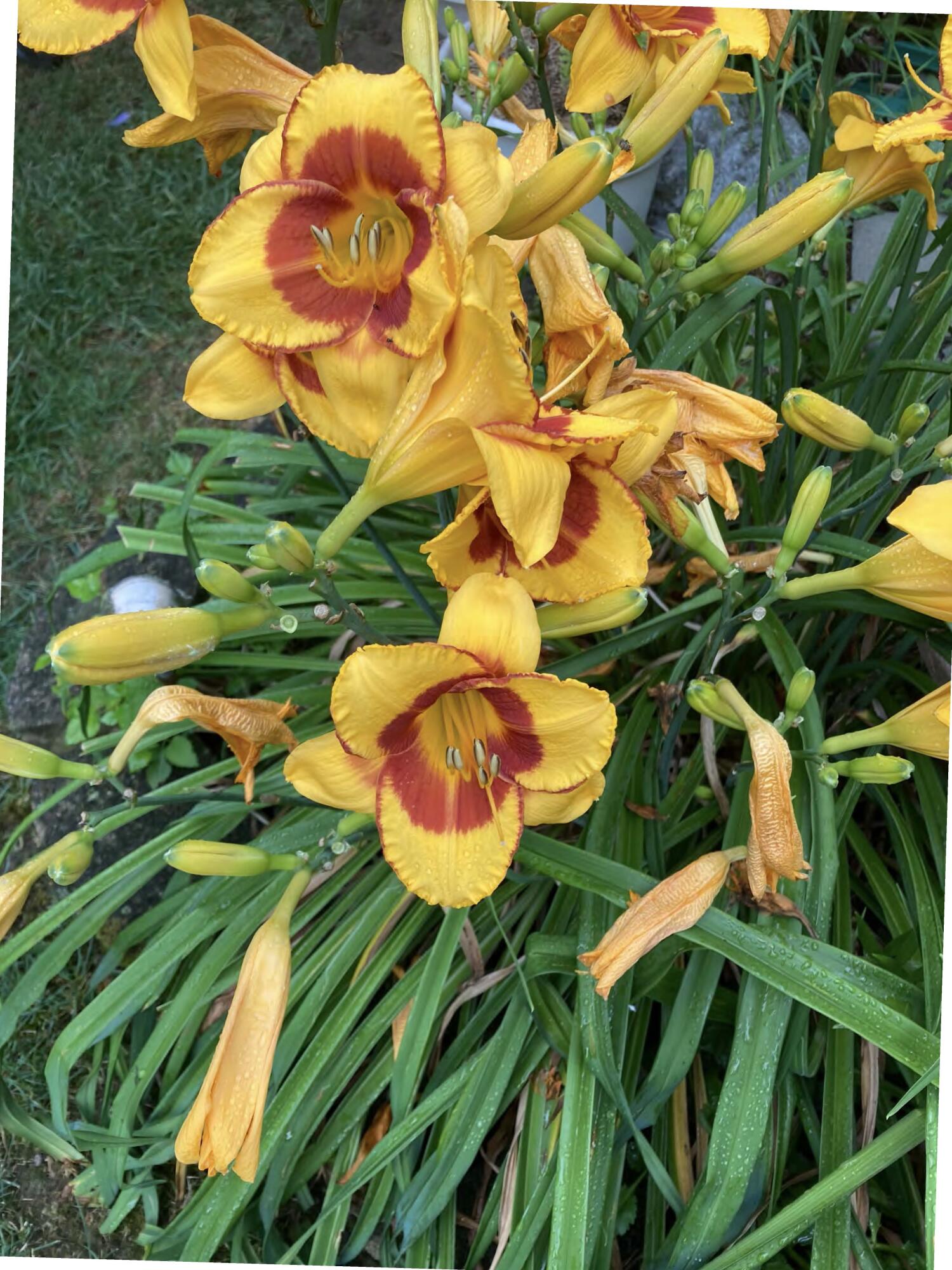 1054 Wilhelmina Drive, Vandalia, Ohio 45377