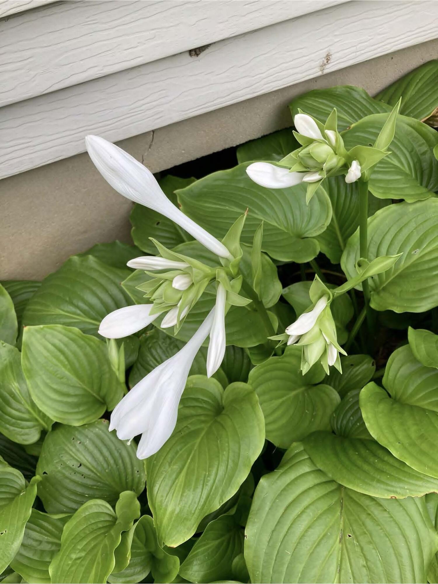 1054 Wilhelmina Drive, Vandalia, Ohio 45377