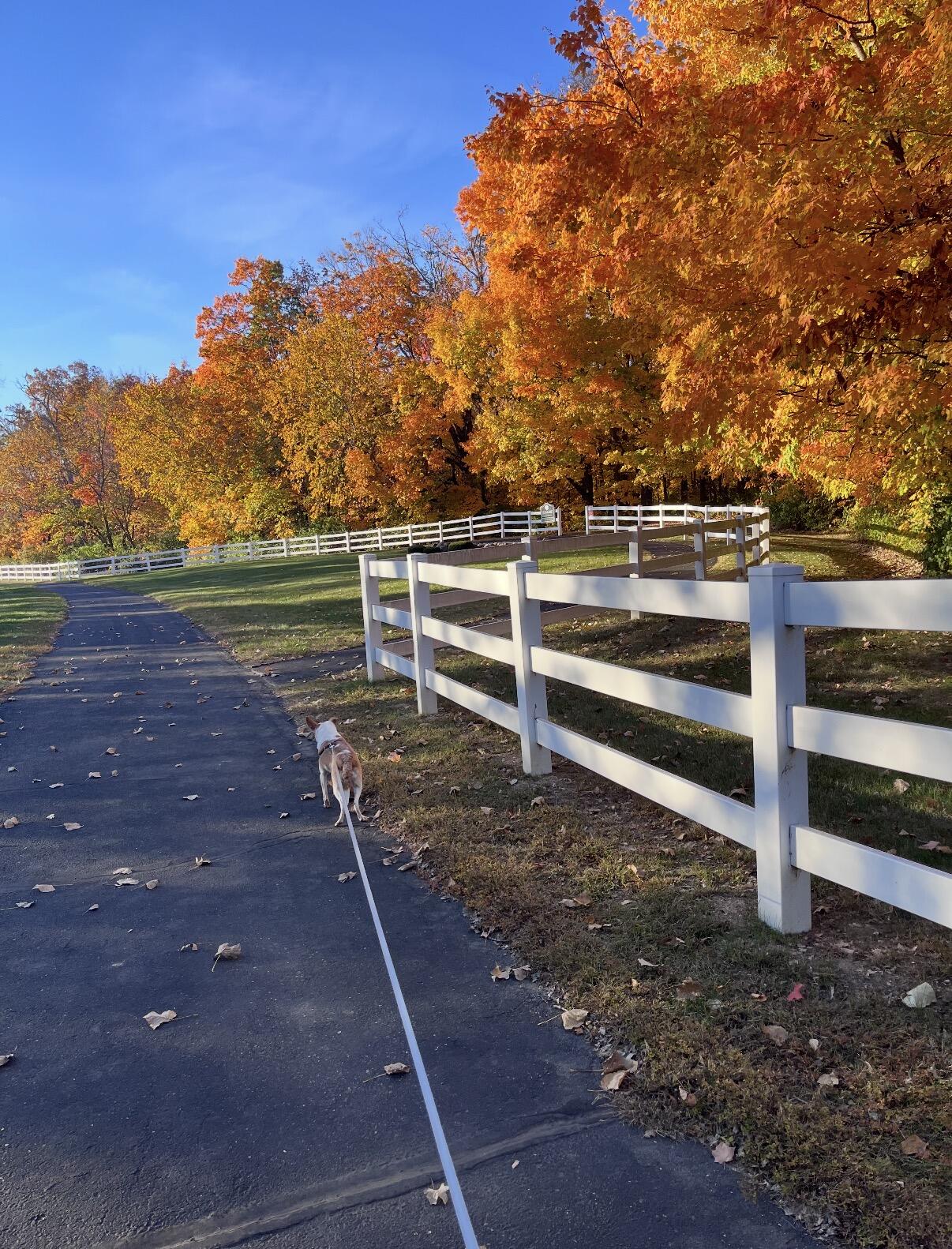 862 Brendle Trace, Springfield, Ohio 45503