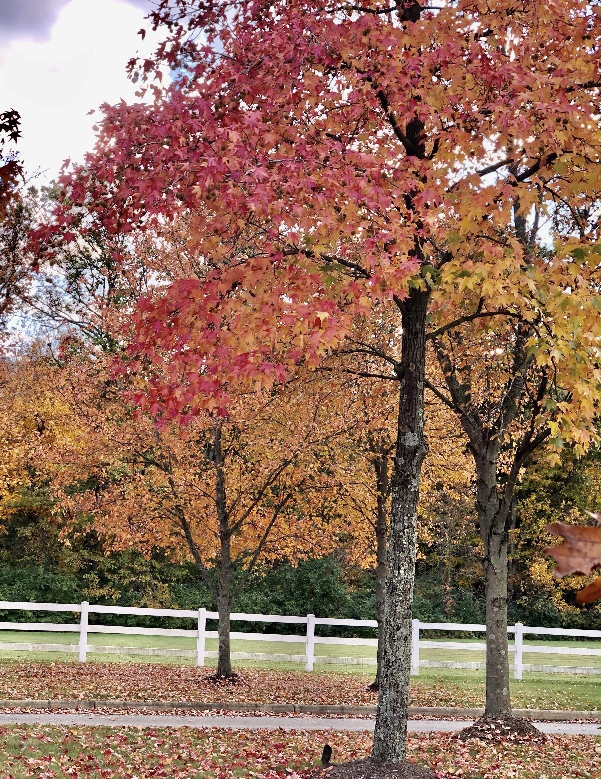 862 Brendle Trace, Springfield, Ohio 45503