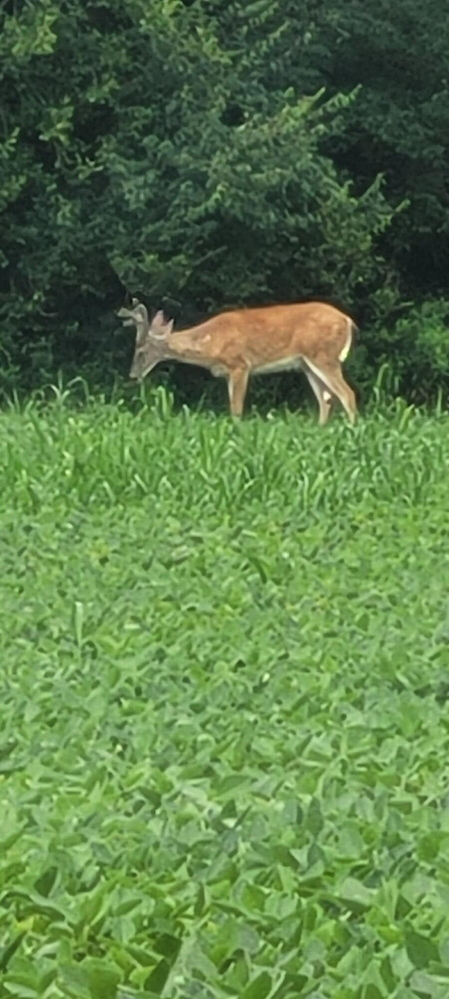 8676 Sidney Street, Saint Paris, Ohio 43072