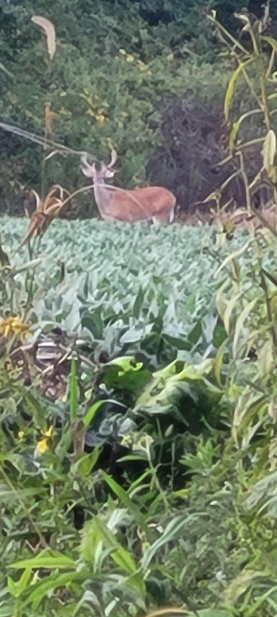 8676 Sidney Street, Saint Paris, Ohio 43072