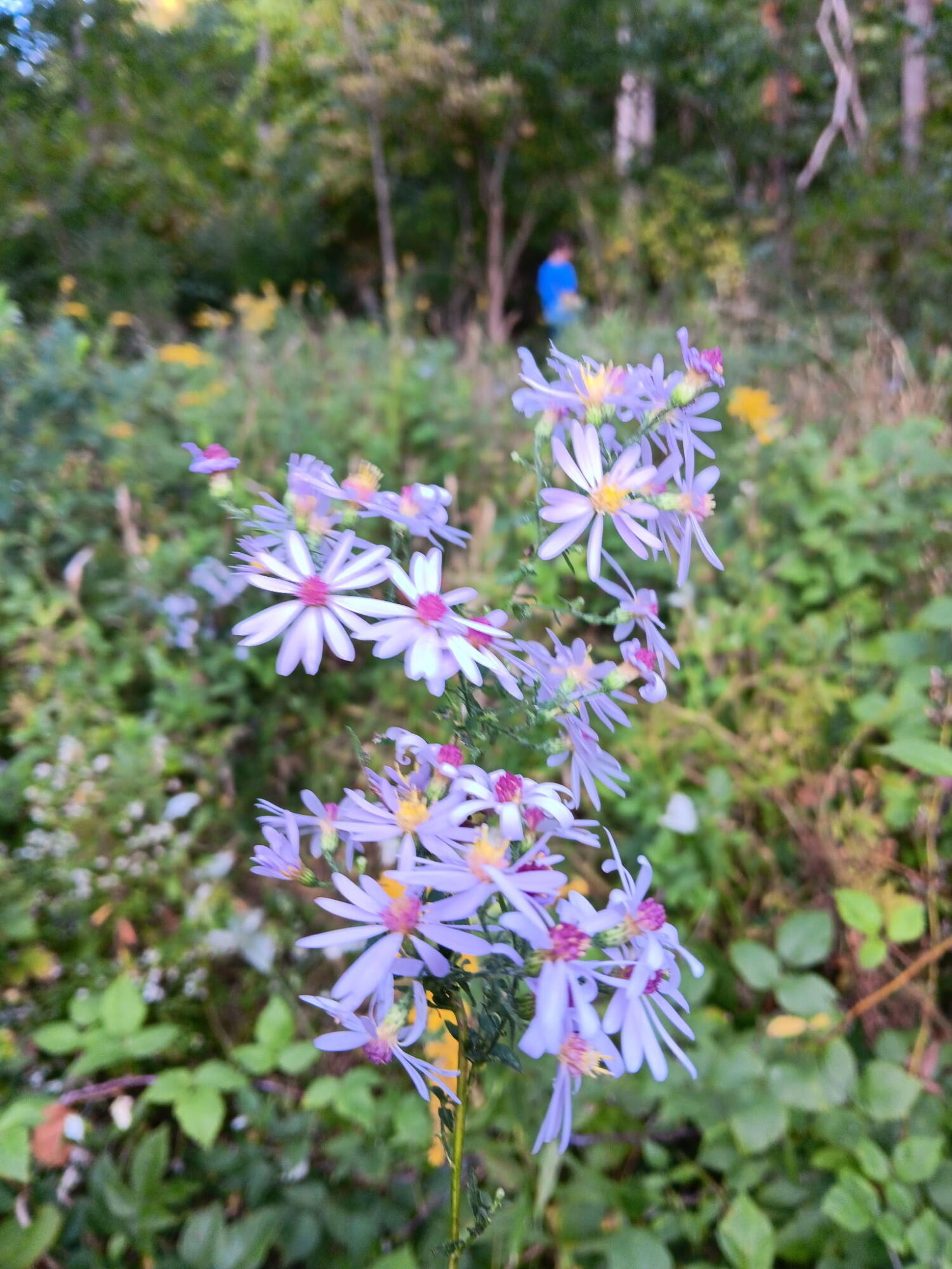 8676 Sidney Street, Saint Paris, Ohio 43072